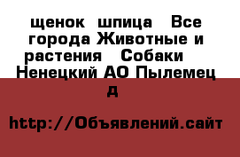 щенок  шпица - Все города Животные и растения » Собаки   . Ненецкий АО,Пылемец д.